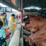 Chandraprakash Jain reached the cowshed on the occasion of Gopashtami and gave the message of devotion by serving the cows