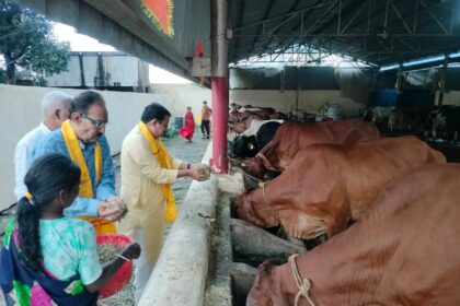 Chandraprakash Jain reached the cowshed on the occasion of Gopashtami and gave the message of devotion by serving the cows