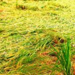 Cyclone Montha has added to farmers woes. Rice crops are being damaged