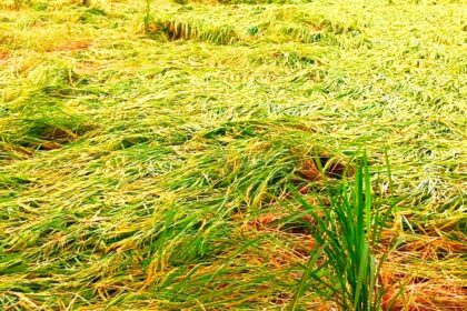Cyclone Montha has added to farmers woes. Rice crops are being damaged