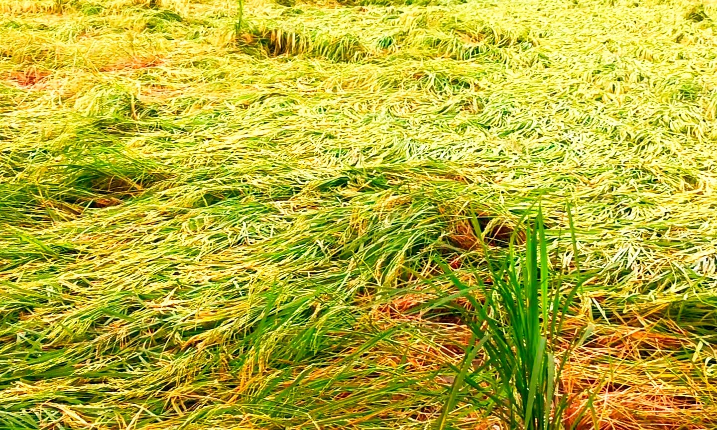 Cyclone Montha has added to farmers woes. Rice crops are being damaged