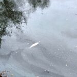 Fish in the Shiladih Niche Tola pond have died. Poisoning is suspected