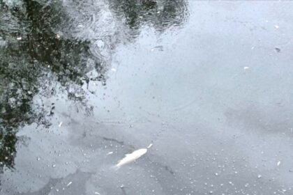 Fish in the Shiladih Niche Tola pond have died. Poisoning is suspected