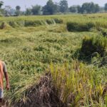 Four bighas of a farmers land were submerged as water flowed 24 hours a day after a solar water tower switch malfunctioned