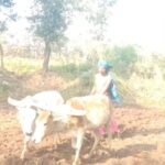 There are many benefits of ploughing with bulls Sanjay Vishwakarma ji