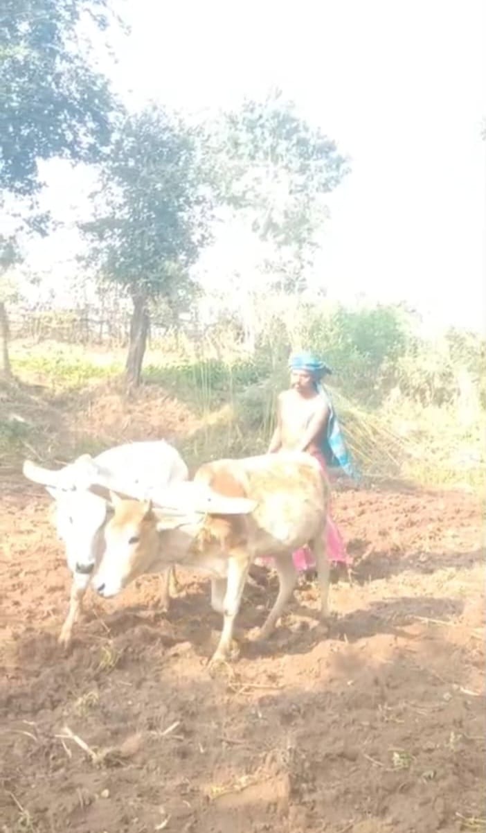 There are many benefits of ploughing with bulls Sanjay Vishwakarma ji