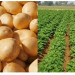 Falling potato prices crippled farmers leading to demand for cold storage
