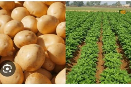 Falling potato prices crippled farmers leading to demand for cold storage