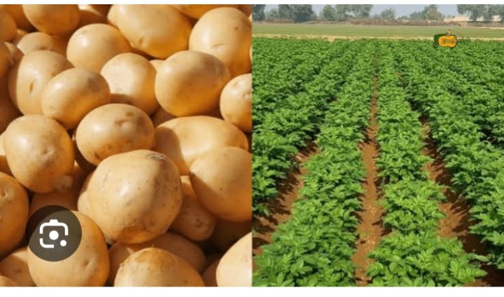 Falling potato prices crippled farmers leading to demand for cold storage