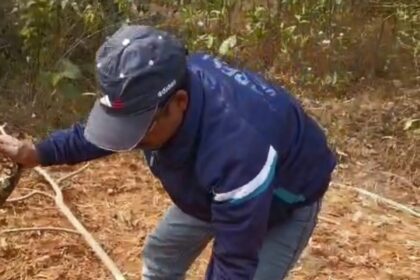 A giant python was found behind the Nag temple in Jarmundi and the forest department safely rescued it