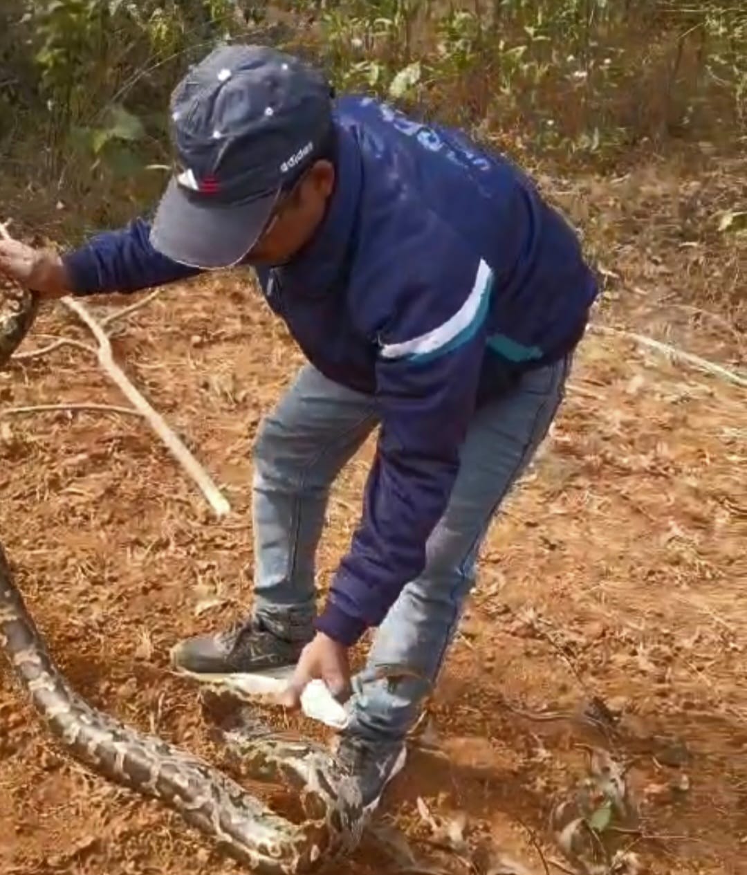 A giant python was found behind the Nag temple in Jarmundi and the forest department safely rescued it