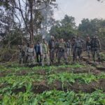Destruction of illegal opium cultivation in Chauparan police station area crop spread over approximately 10 acres destroyed