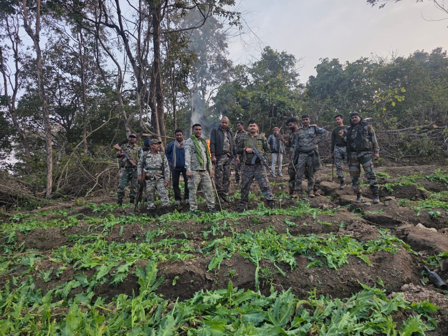 Destruction of illegal opium cultivation in Chauparan police station area crop spread over approximately 10 acres destroyed