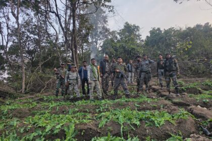 Destruction of illegal opium cultivation in Chauparan police station area crop spread over approximately 10 acres destroyed