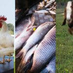 Dumka FSSAI has strict rules for meat and chicken shops compliance is mandatory or action will be taken