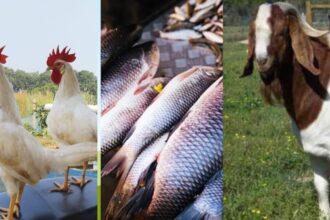 Dumka FSSAI has strict rules for meat and chicken shops compliance is mandatory or action will be taken