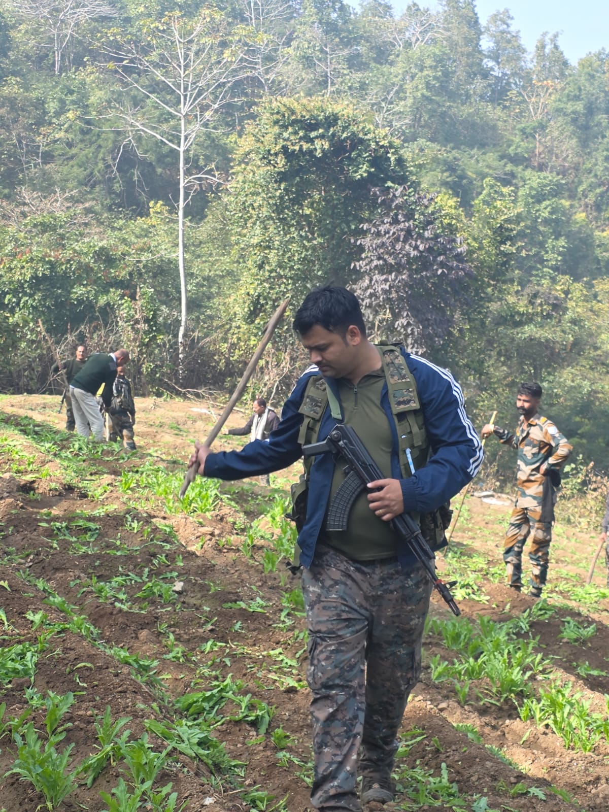 Major action against illegal opium cultivation in Chauparan police station area about 50 acres of crop destroyed