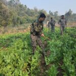 Police crack down on illegal opium cultivation destroying 70 acres of crop in Chauparan
