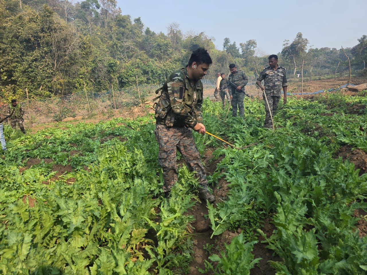 Police crack down on illegal opium cultivation destroying 70 acres of crop in Chauparan